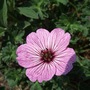 Geranium cinereum 'Ballerina' (Geranium cinereum)