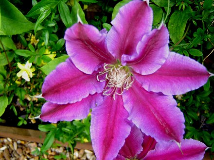 Plant Portraits - In A Friends Garden
