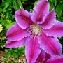 Plant Portraits - In A Friends Garden