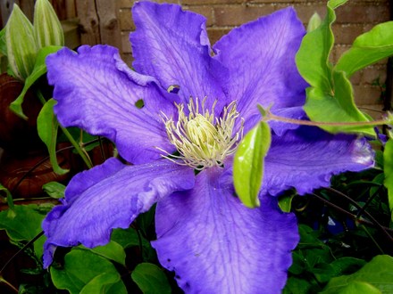 Plant Portraits - In A Friends Garden