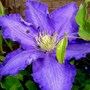 Plant Portraits - In A Friends Garden