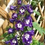 Delphinium 'King Arthur' (Delphinium grandiflorum)