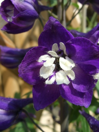 Delphinium bloom. (Delphinium)