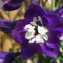 Delph_bloom