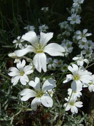 Cerastium tomentosum (Cerastium tomentosum)