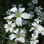 Cerastium_tomentosum