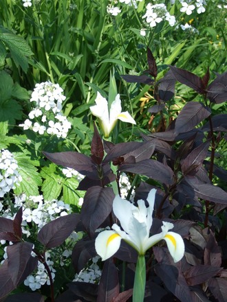 White Irises, Sweet Rocket and Lysimachia ciliata.