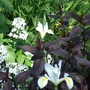 White Irises, Sweet Rocket and Lysimachia ciliata.