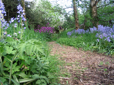 Woodland walk 