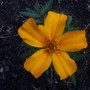 100_8338