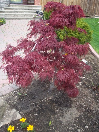 Japanese maple (Acer palmatum (Japanese maple))