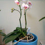 Pico_sweetheart_large