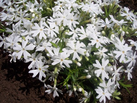 Moss Phlox 'Snowflake' (Phlox subulata 'Snowflake')