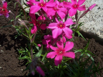 Moss Phlox (Phlox subulata 