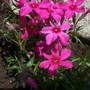 Moss Phlox (Phlox subulata "Scarlet Flame")