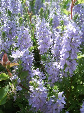 Veronica prostrata (Veronica prostrata)