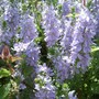 Veronica_prostrata_full_out