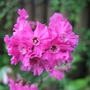 Silene (Silene dioica (Red Campion))
