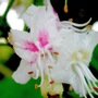 Horse_chestnut_tree_bloom