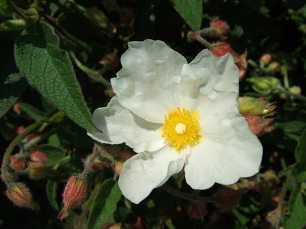 White Cistus (Cistus x corbariensis)