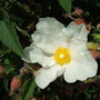 White_cistus_2