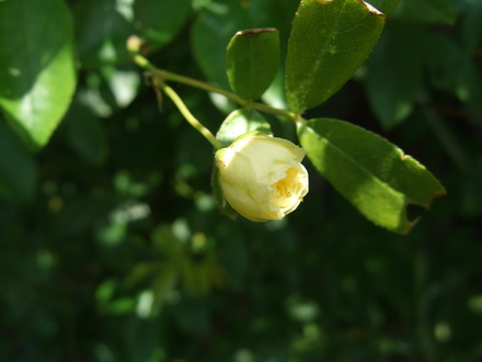 Rosa banksiae 'Lutea' (Rosa banksiae 'Lutea')