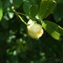 Rosa_banksia_first_flower
