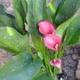 Bright Pink Calla Lilly (Zantedeschia aethiopica (Arum lily))