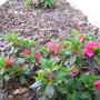 Azaleas (Camellia azalea)