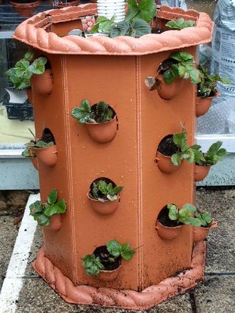 newly planted strawberry tub