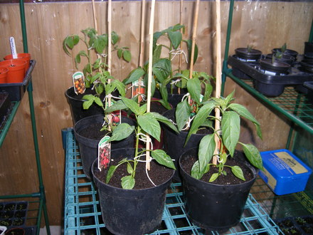 Potted up Chillis, peppers & toms.