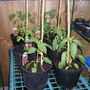 Potted up Chillis, peppers & toms.