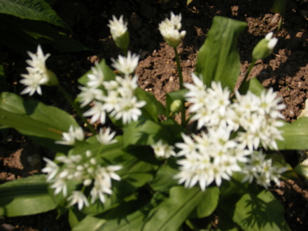 White Alium