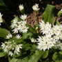 White Alium