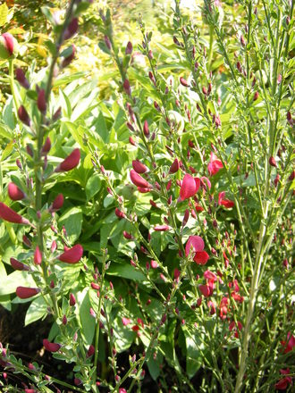 Red Broom