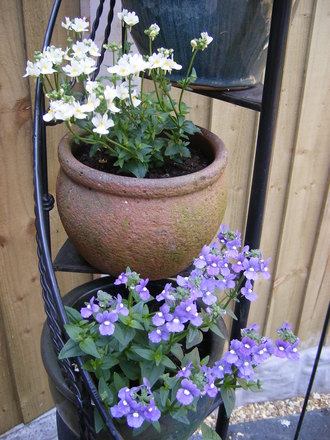 fragrant Nemesias