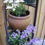 fragrant Nemesias