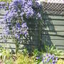Ceanothus coming into colour nicely!