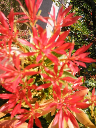 PIERIS JAPONICA 