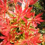 PIERIS JAPONICA "FOREST FLAME"