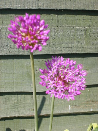 Aliums