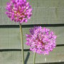 Aliums