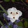 Pale yellow orchid