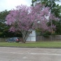 Blooming redbud at th e height of its glory.