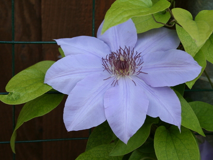 May08_CLEMATIS-- VIOLET CHARM