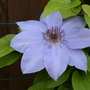 May08_CLEMATIS-- VIOLET CHARM