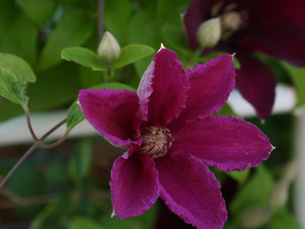 May08_CLEMATIS --ERNEST MARKHAM