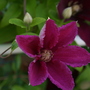 May08_CLEMATIS --ERNEST MARKHAM