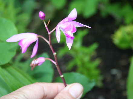 May08_GROUND ORCHIDS