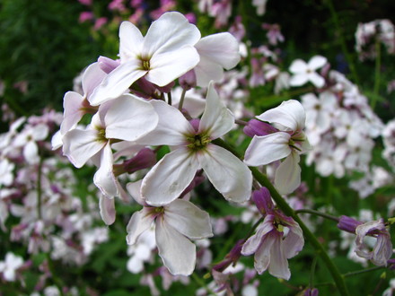 Dame's rocket (Hesperis matronalis)